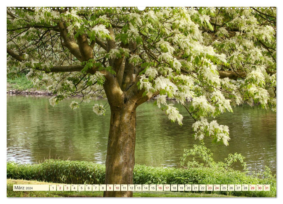 Trees, the breath of nature (CALVENDO wall calendar 2024) 