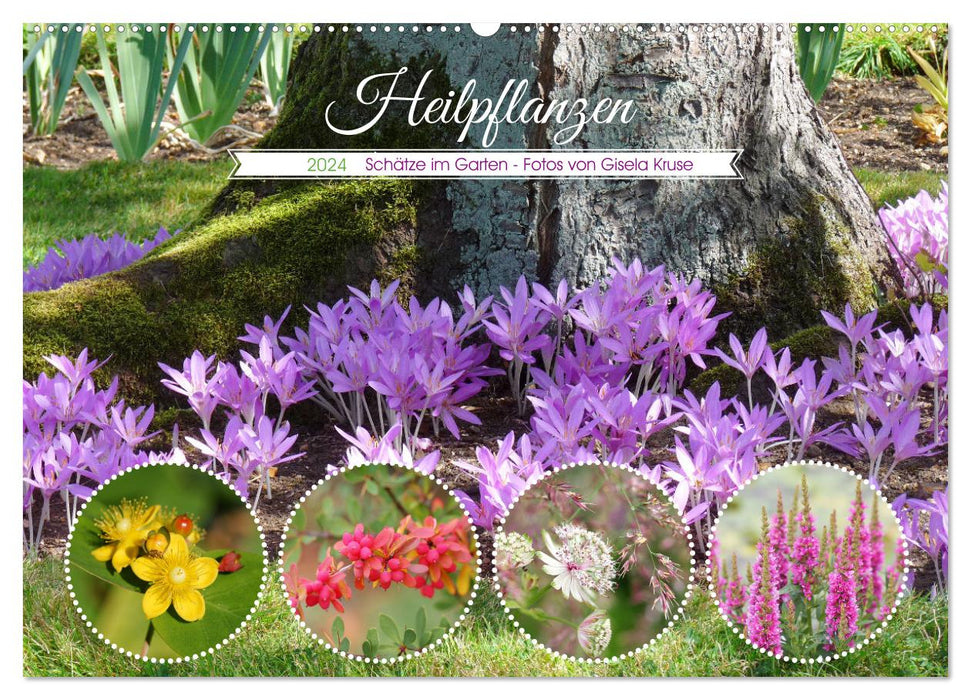 Heilpflanzen - Schätze im Garten (CALVENDO Wandkalender 2024)