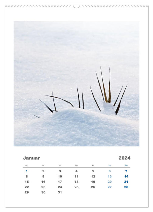 Minimalistisch, Gräser, Blüten, Blätter und Zweige im Fokus (CALVENDO Premium Wandkalender 2024)