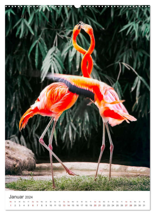 Flamingos in rosa Federpracht. (CALVENDO Premium Wandkalender 2024)