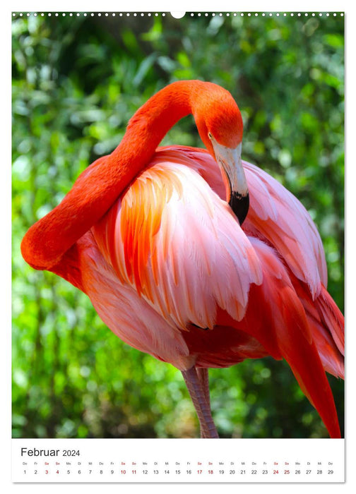 Flamingos in rosa Federpracht. (CALVENDO Premium Wandkalender 2024)