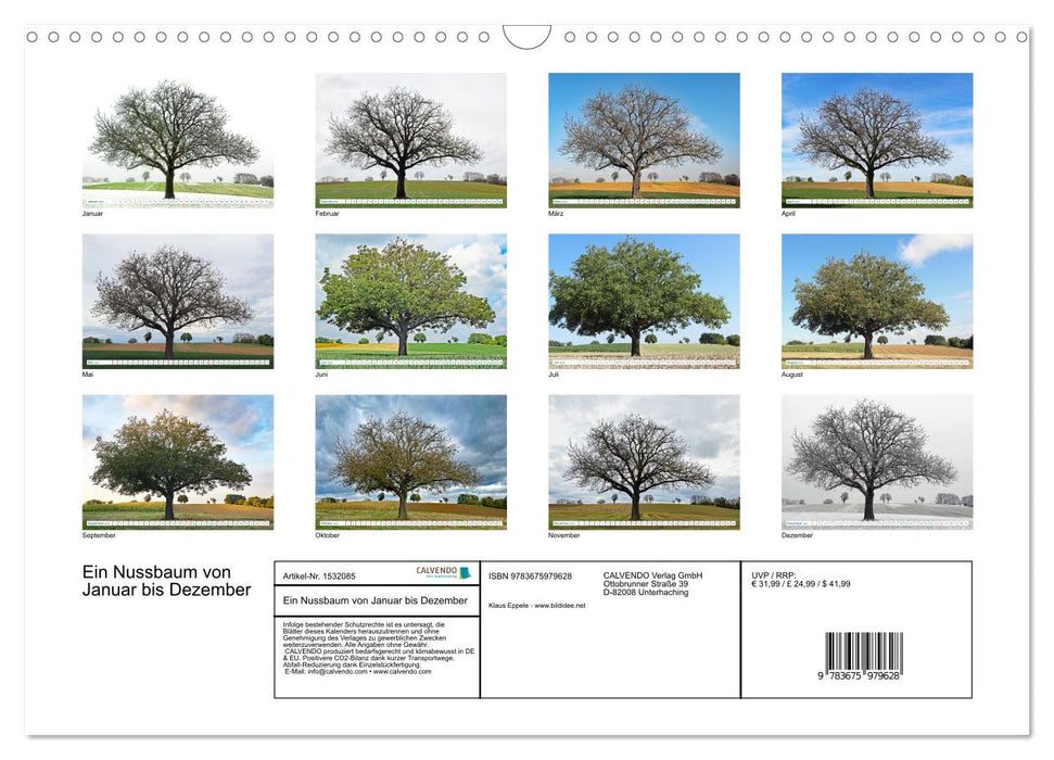 Ein Nussbaum von Januar bis Dezember (CALVENDO Wandkalender 2024)