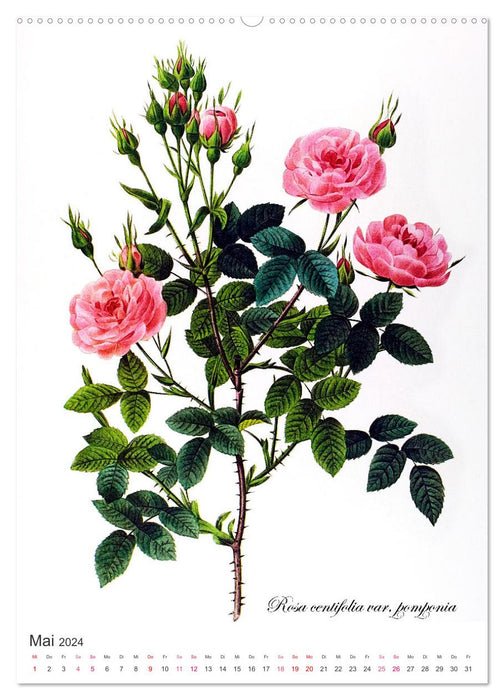 Rose Year (CALVENDO Premium Wall Calendar 2024) 