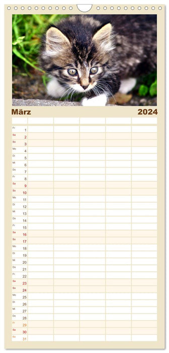 Katzen in Cranz (CALVENDO Familienplaner 2024)