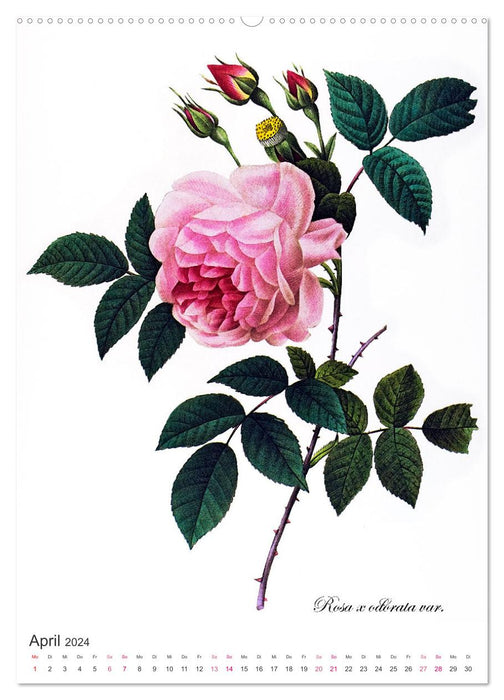 Rose Year (CALVENDO wall calendar 2024) 