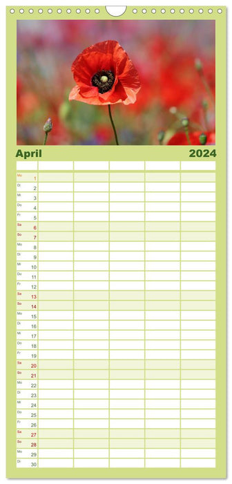 Mohn, zarte Blüten, starke Farben (CALVENDO Familienplaner 2024)