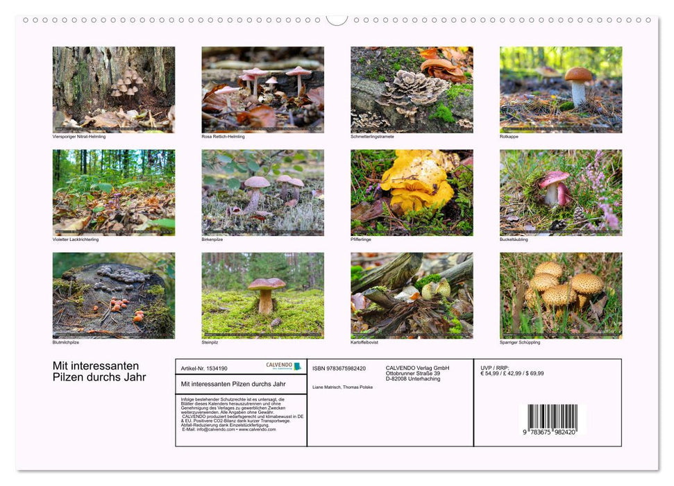 With interesting mushrooms throughout the year (CALVENDO wall calendar 2024) 