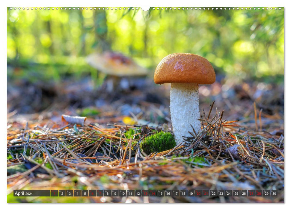 With interesting mushrooms throughout the year (CALVENDO wall calendar 2024) 