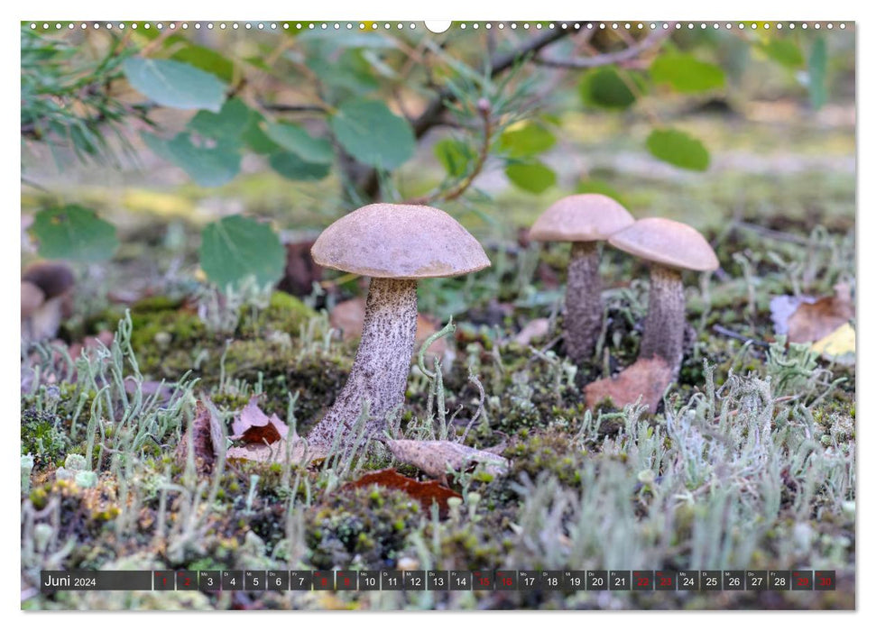 Mit interessanten Pilzen durchs Jahr (CALVENDO Wandkalender 2024)