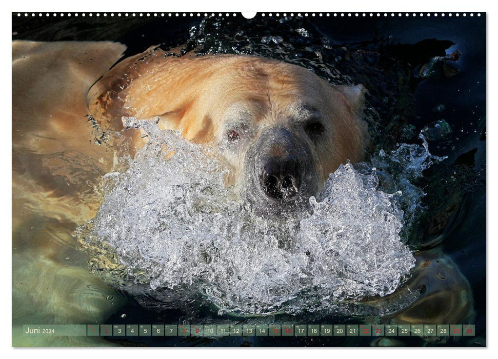 Tierische PORTRAITS hautNAH (CALVENDO Premium Wandkalender 2024)