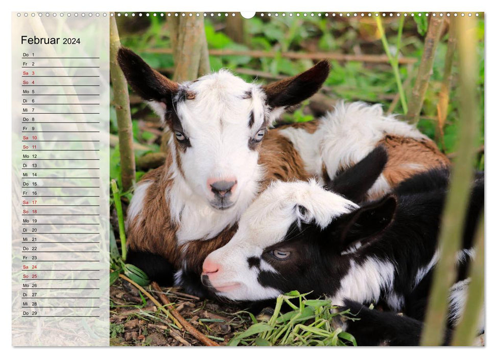 Tauern piebald goats (CALVENDO Premium Wall Calendar 2024) 