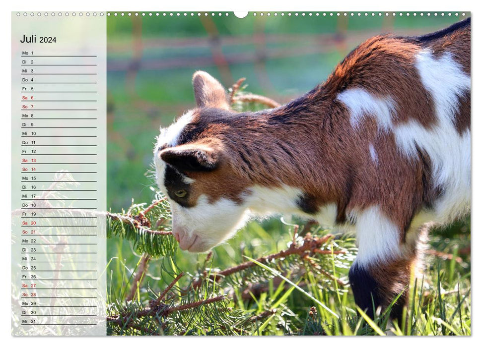 Tauern piebald goats (CALVENDO Premium Wall Calendar 2024) 