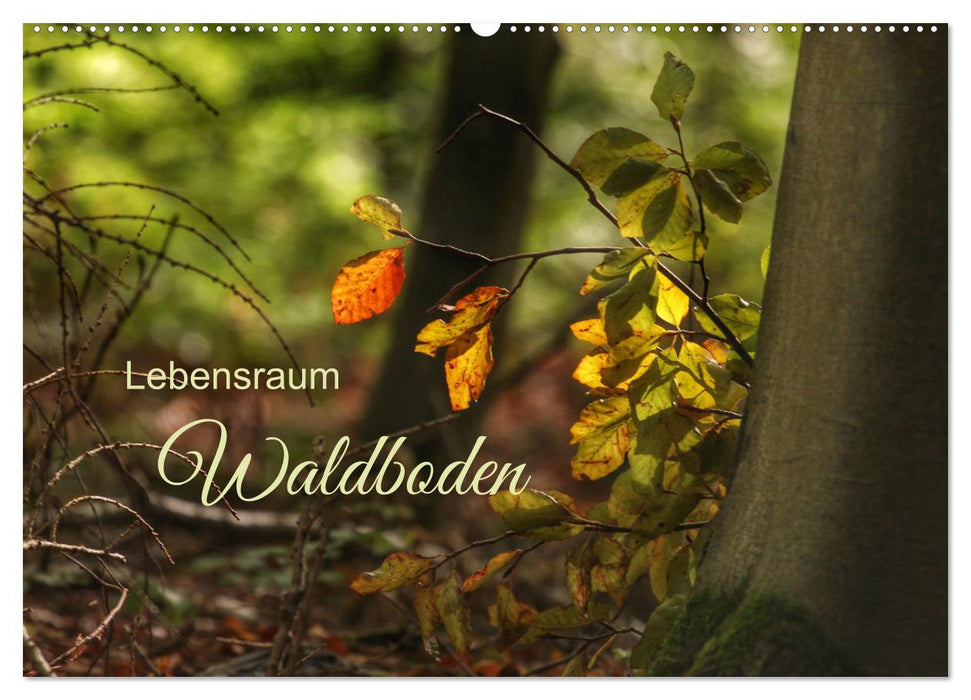 Forest floor habitat (CALVENDO wall calendar 2024) 