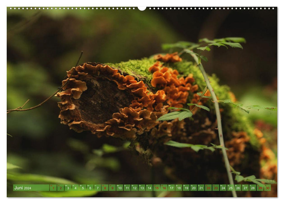 Forest floor habitat (CALVENDO wall calendar 2024) 