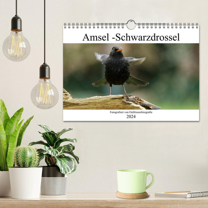 Blackbird - Black Thrush photographed by Ostfriesenfotografie (CALVENDO wall calendar 2024) 