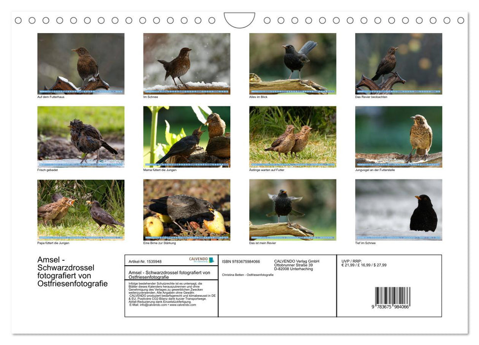 Blackbird - Black Thrush photographed by Ostfriesenfotografie (CALVENDO wall calendar 2024) 