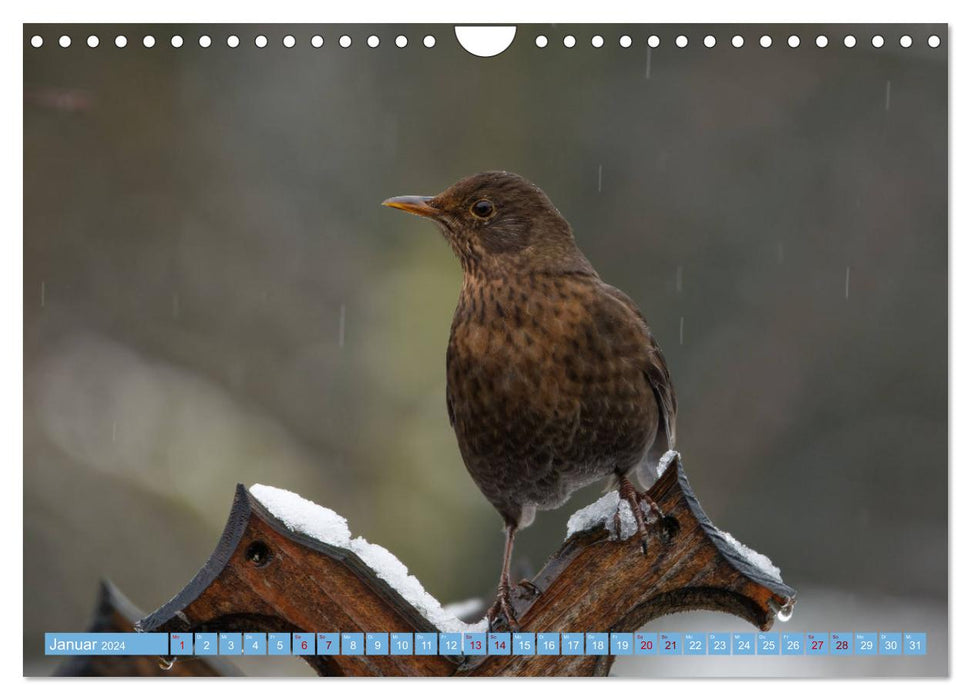 Blackbird - Black Thrush photographed by Ostfriesenfotografie (CALVENDO wall calendar 2024) 