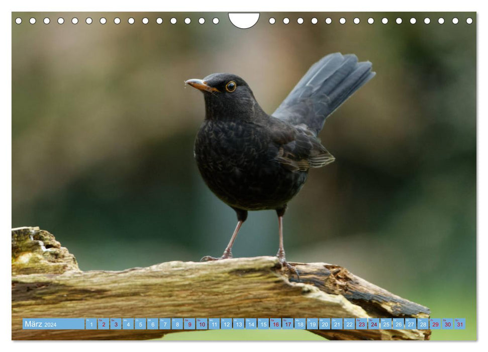Blackbird - Black Thrush photographed by Ostfriesenfotografie (CALVENDO wall calendar 2024) 