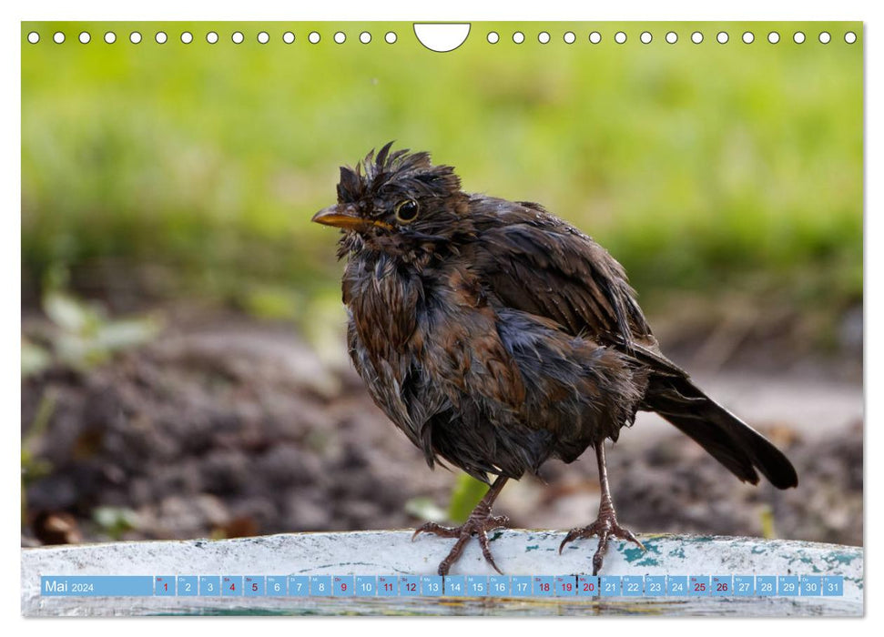 Blackbird - Black Thrush photographed by Ostfriesenfotografie (CALVENDO wall calendar 2024) 