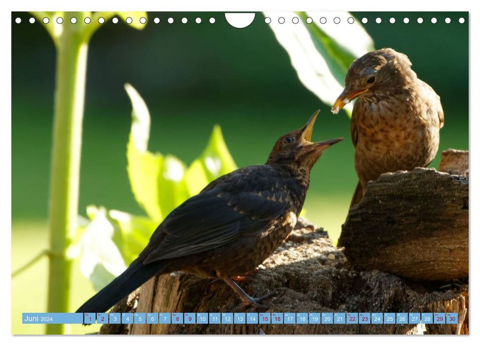 Blackbird - Black Thrush photographed by Ostfriesenfotografie (CALVENDO wall calendar 2024) 