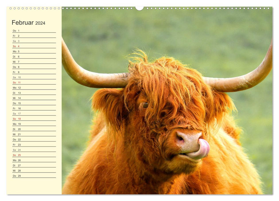 Zottelige Herzensbrecher. Schottische Hochlandrinder zum Verlieben (CALVENDO Wandkalender 2024)