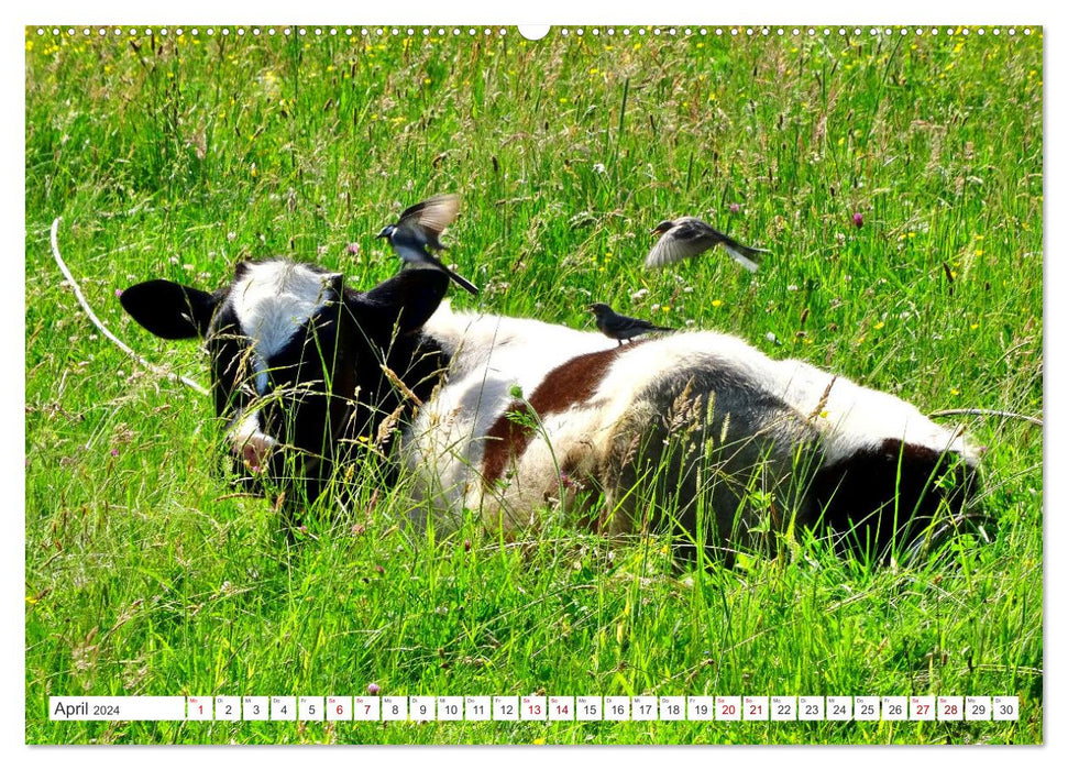 Idyllic East Prussia - In the land of happy cows (CALVENDO Premium Wall Calendar 2024) 