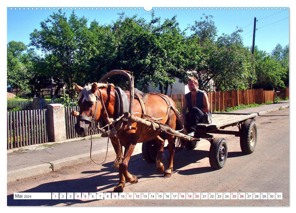 Idyllic East Prussia - In the land of happy cows (CALVENDO Premium Wall Calendar 2024) 