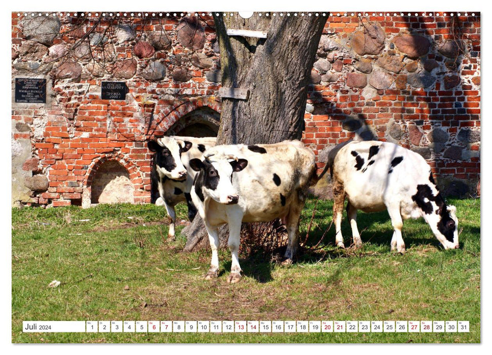 Idyllic East Prussia - In the land of happy cows (CALVENDO Premium Wall Calendar 2024) 