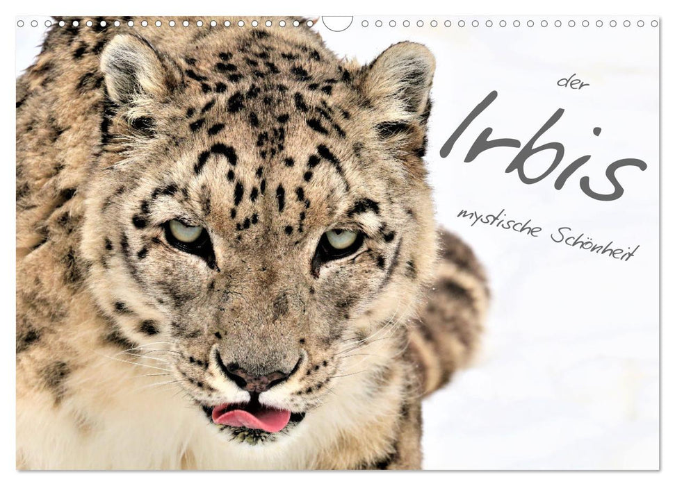 the Irbis - mystical beauty (CALVENDO wall calendar 2024) 