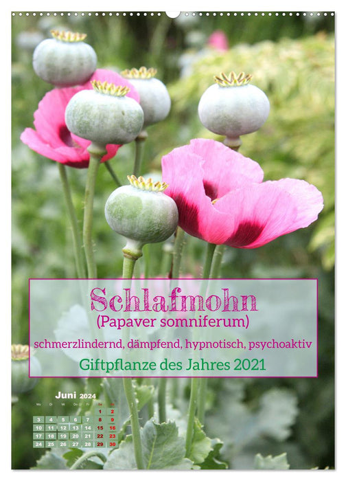 Arzneipflanzen - heilend und giftig (CALVENDO Premium Wandkalender 2024)