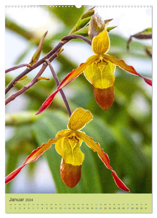 Botanischer Garten Basel - Eine Oase zum Entdecken (CALVENDO Premium Wandkalender 2024)