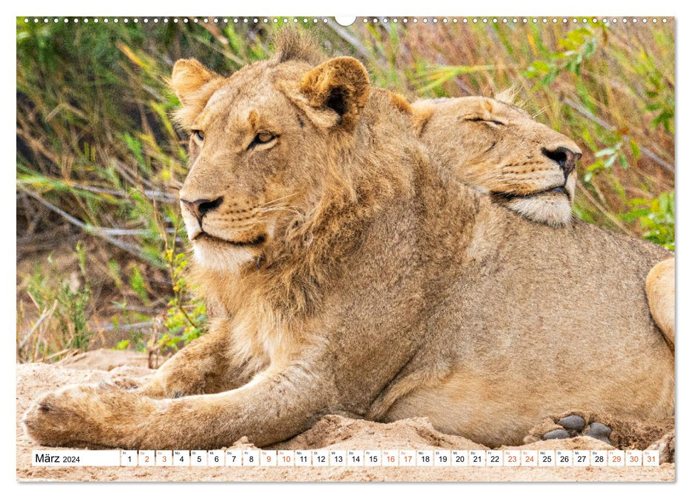 Südafrikas wilde Katzen (CALVENDO Premium Wandkalender 2024)