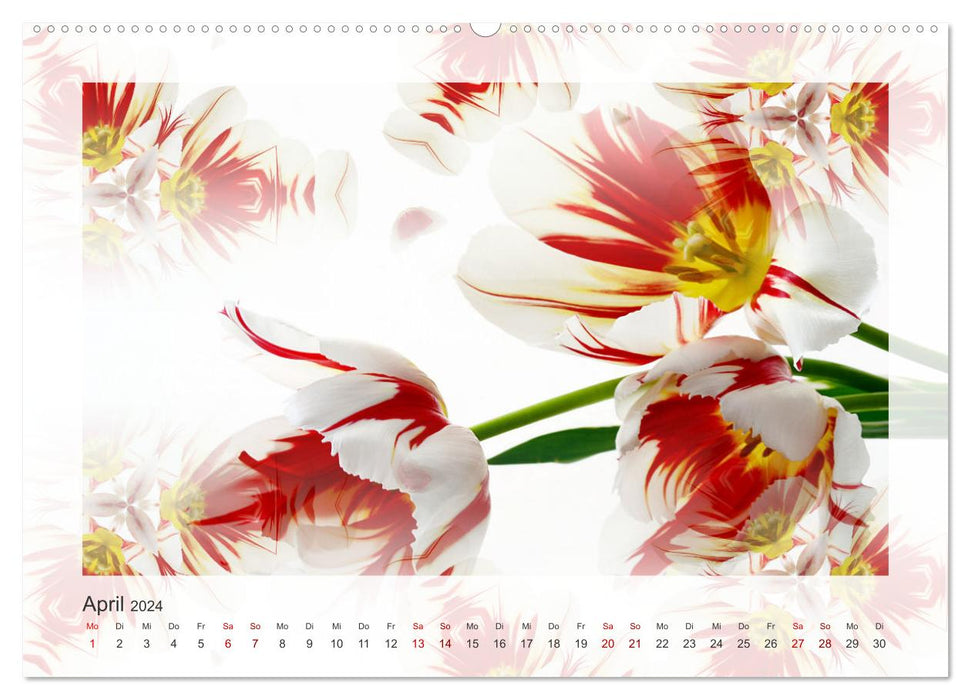 Tulip Fantasy (CALVENDO Premium Wall Calendar 2024) 