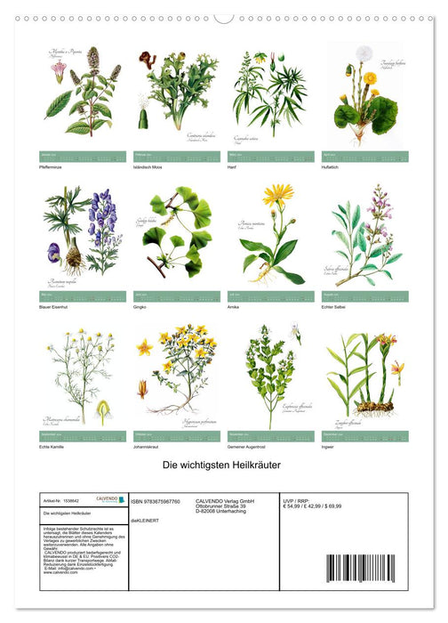 The most important medicinal herbs (CALVENDO wall calendar 2024) 