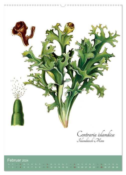 The most important medicinal herbs (CALVENDO wall calendar 2024) 