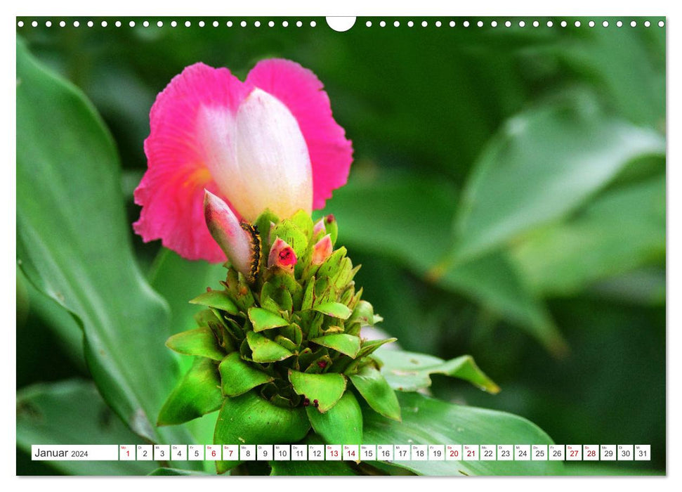 Asian floral splendor (CALVENDO wall calendar 2024) 