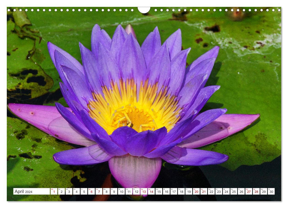 Asiatische Blumenpracht (CALVENDO Wandkalender 2024)