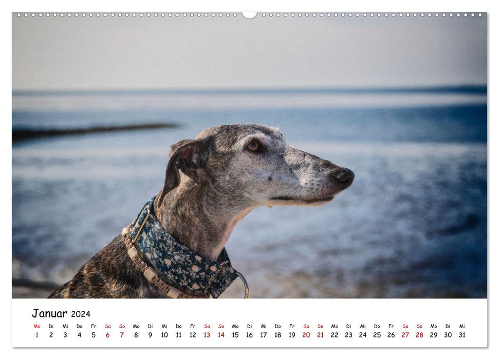 Beach vacation with dog (CALVENDO Premium Wall Calendar 2024) 