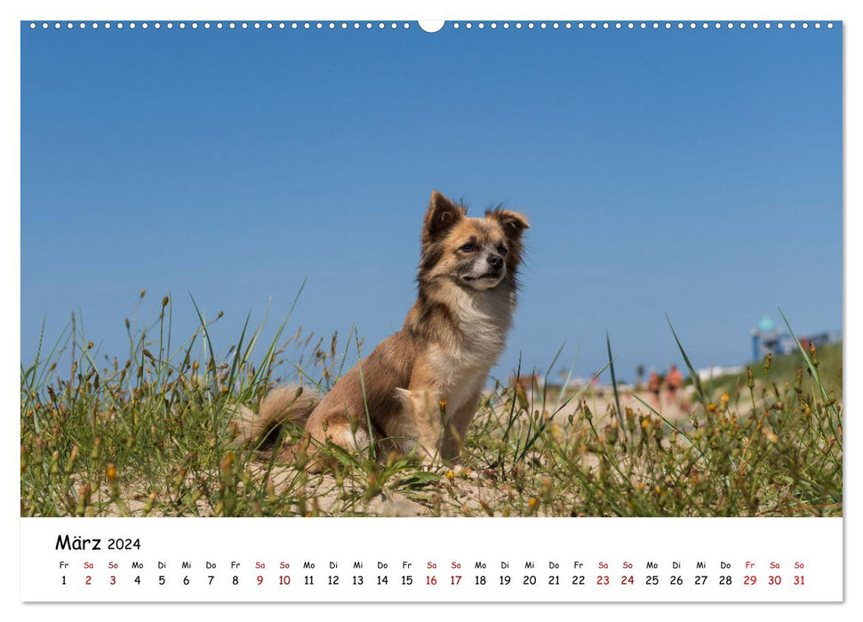 Strandurlaub mit Hund (CALVENDO Premium Wandkalender 2024)