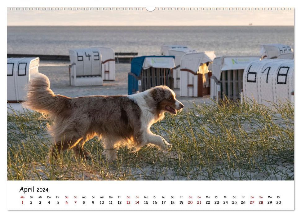 Beach vacation with dog (CALVENDO Premium Wall Calendar 2024) 