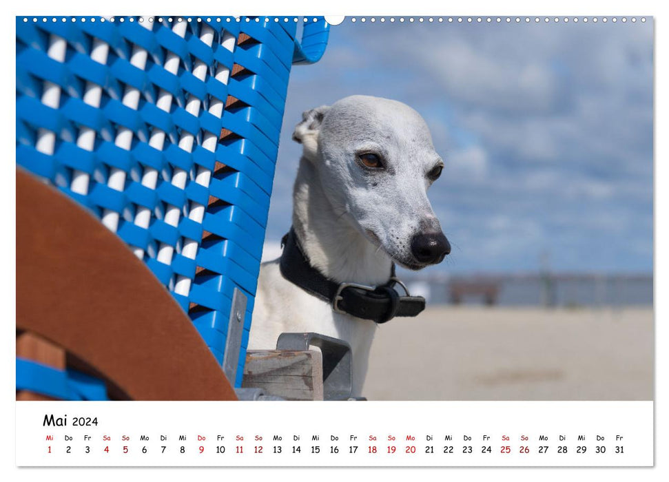 Beach vacation with dog (CALVENDO Premium Wall Calendar 2024) 