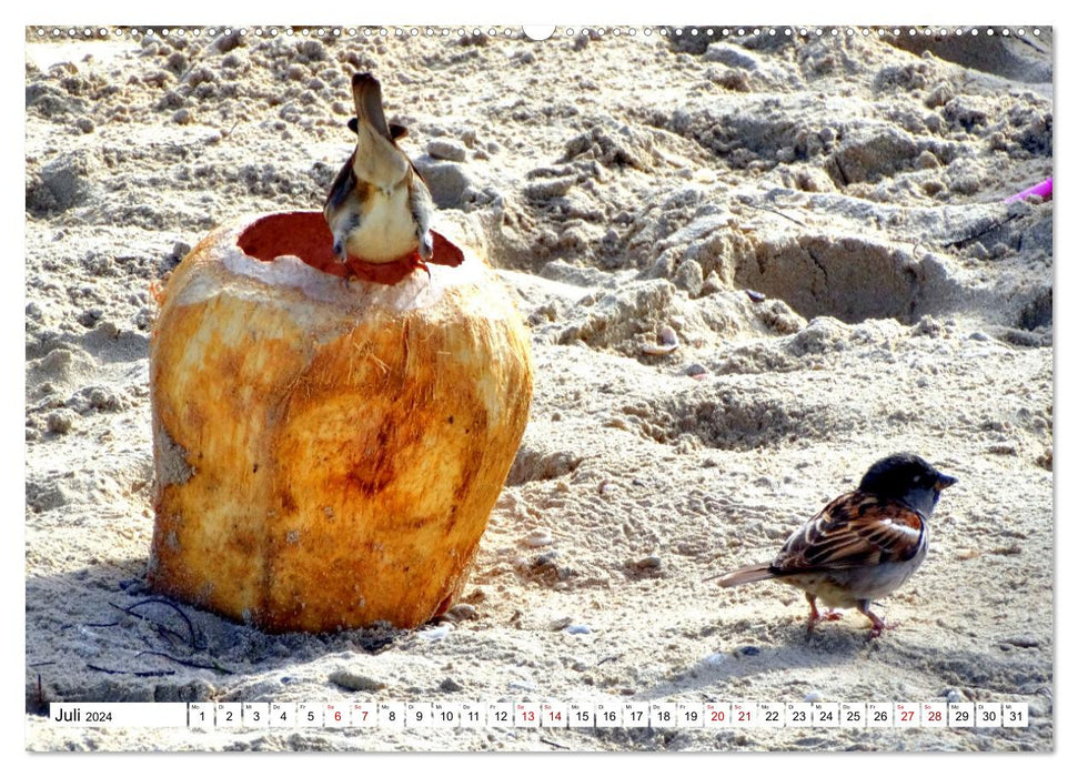 Tiere im Sand - Begegnungen am Strand auf Kuba (CALVENDO Premium Wandkalender 2024)