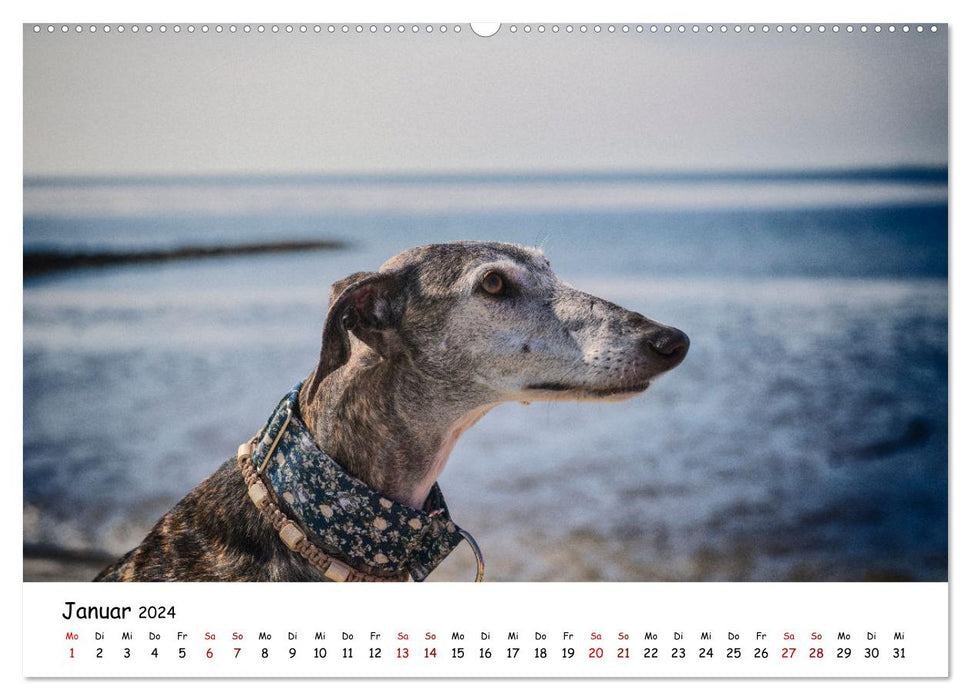 Strandurlaub mit Hund (CALVENDO Wandkalender 2024)