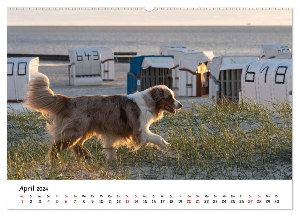 Strandurlaub mit Hund (CALVENDO Wandkalender 2024)