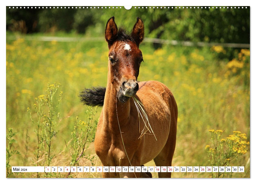 Fohlen - das Leben ist schön (CALVENDO Premium Wandkalender 2024)