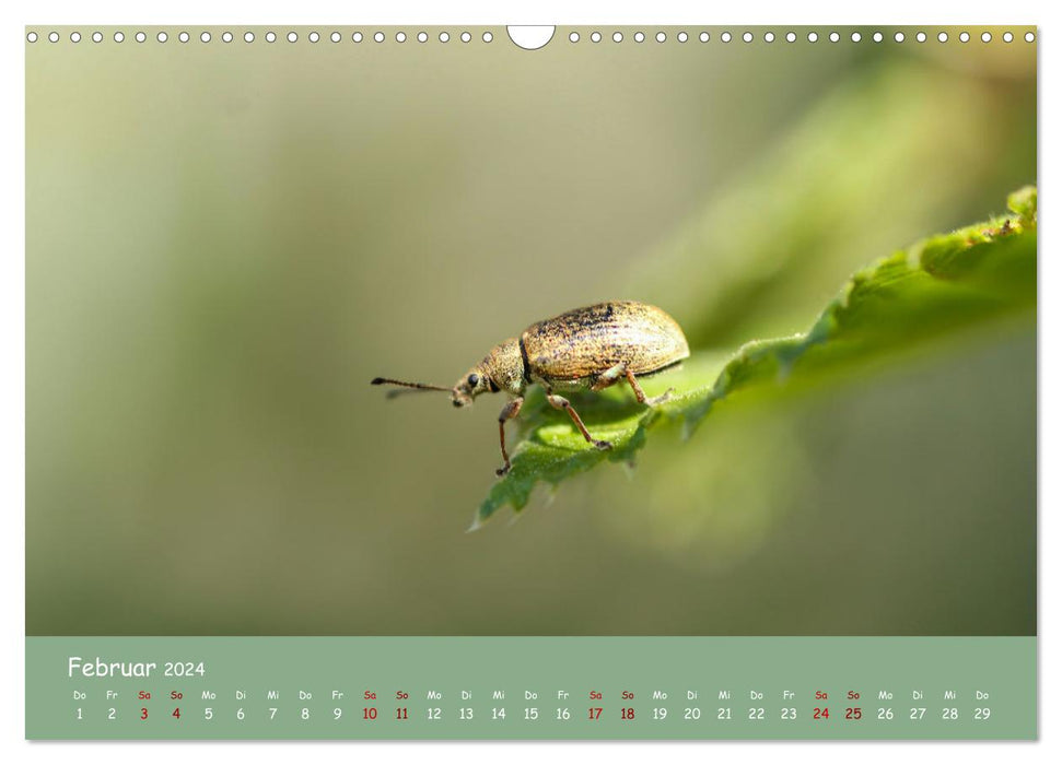 Insekten - Kleine Wunder (CALVENDO Wandkalender 2024)