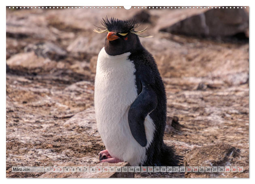 Sur les îles Falkland (Calvendo Premium Wall Calendar 2024) 