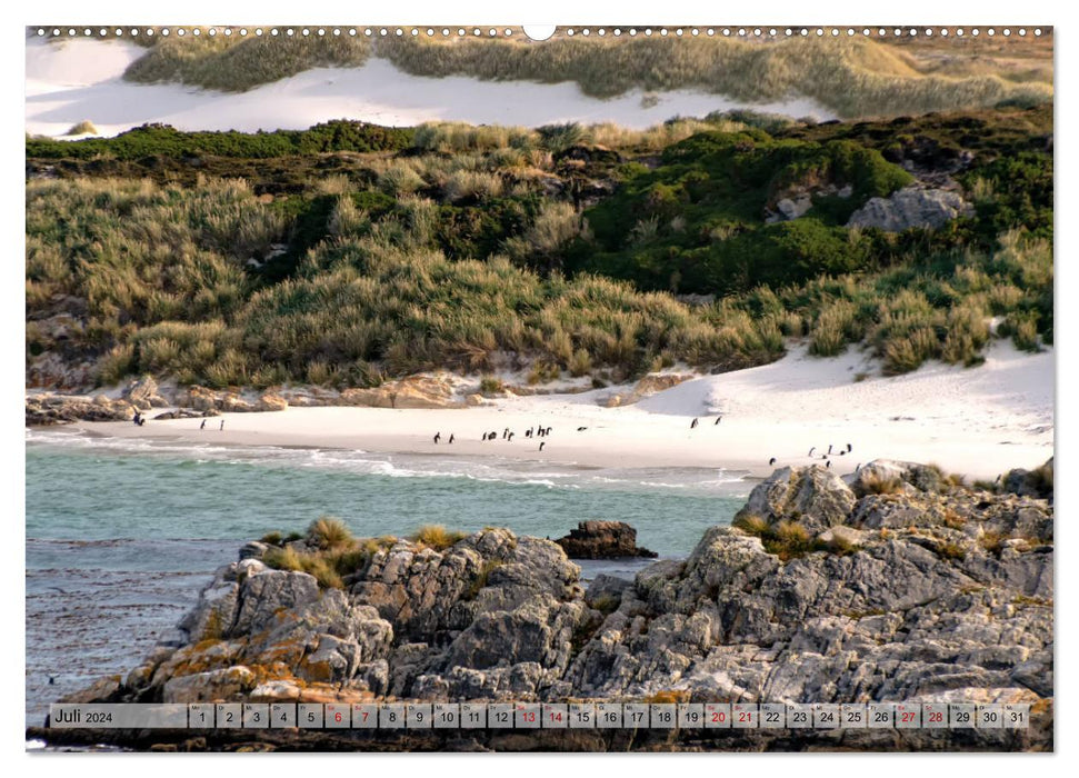 Sur les îles Falkland (Calvendo Premium Wall Calendar 2024) 