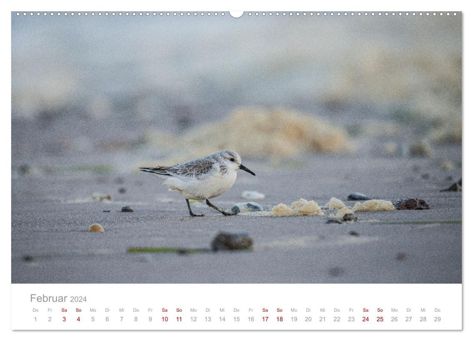Limikolen - Watvögel an Nord- und Ostseeküste (CALVENDO Wandkalender 2024)