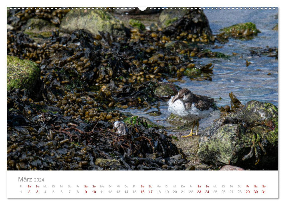 Limikolen - Watvögel an Nord- und Ostseeküste (CALVENDO Wandkalender 2024)
